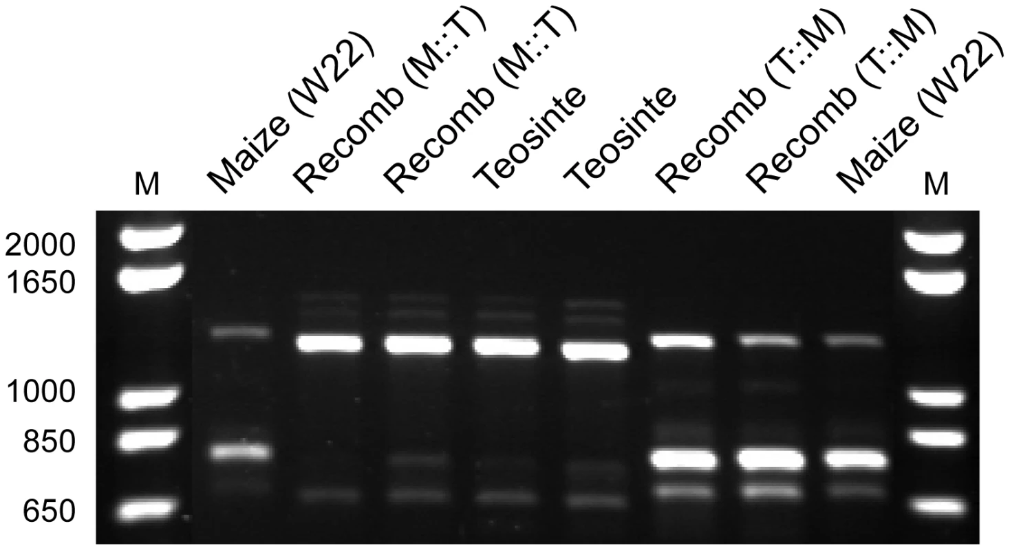 Agarose gel image showing RT-PCR products for <i>gt1</i>.
