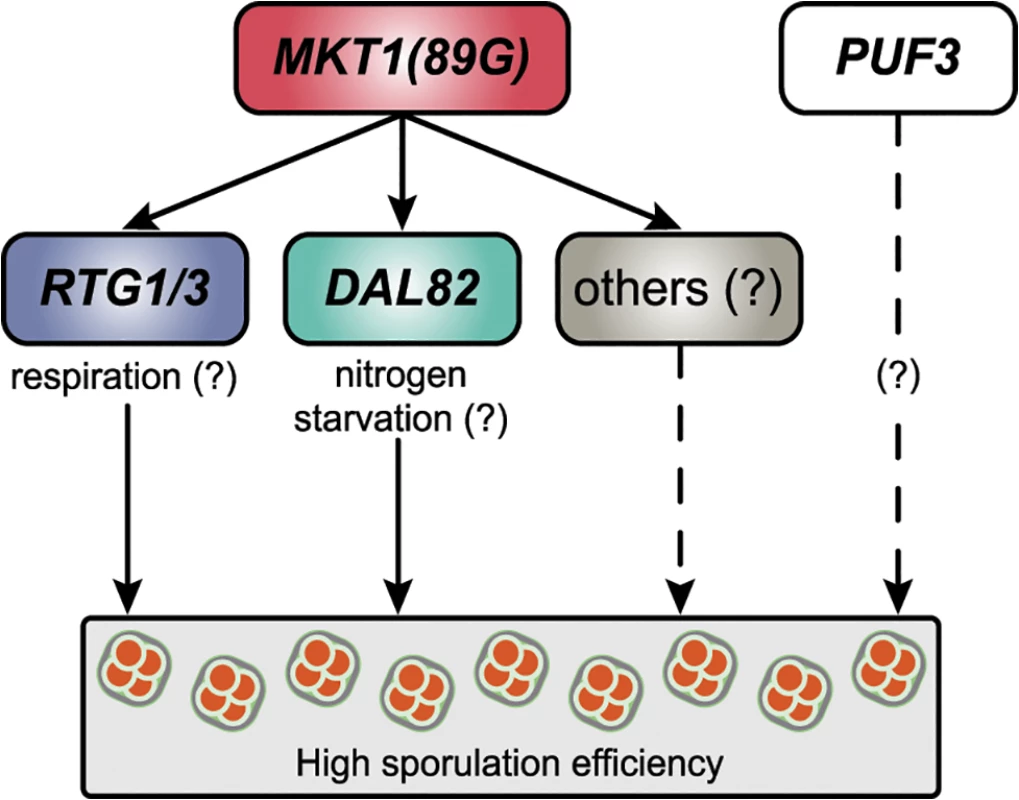 A model for the molecular basis of the <i>MKT1</i> causal variant in the sporulation efficiency variation.