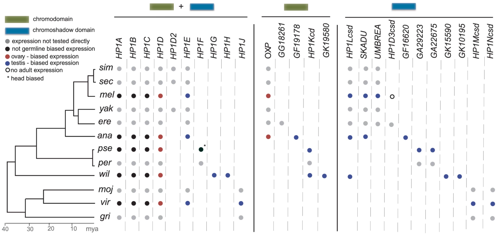 HP1 gene compendia in the 12 Drosophila species.