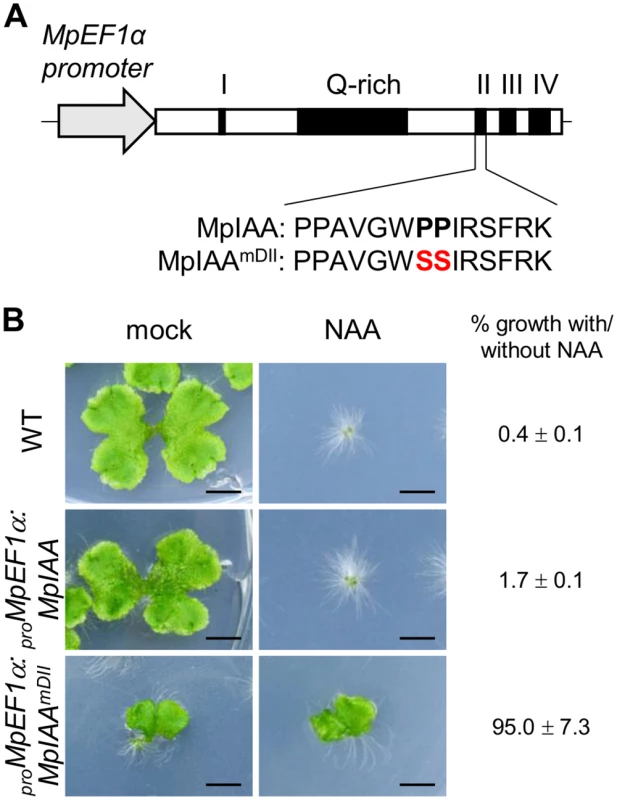 Effects of mutations in domain II of MpIAA on auxin sensitivity.