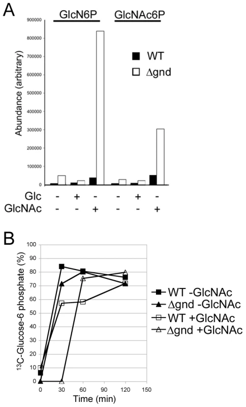 Accumulation of hexosamine phosphates in GlcNAc-fed <i>Δgnd</i> parasites.