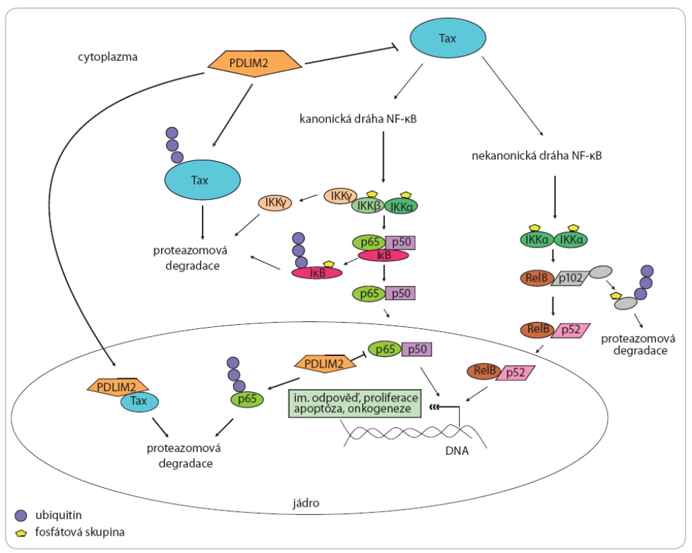 PDLIM2 a jeho vztah k virovému onkoproteinu Tax a drahám NF-κB.