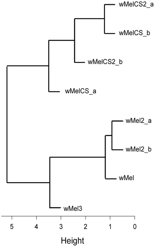 Phenotype-based cluster analysis of wMel variants.