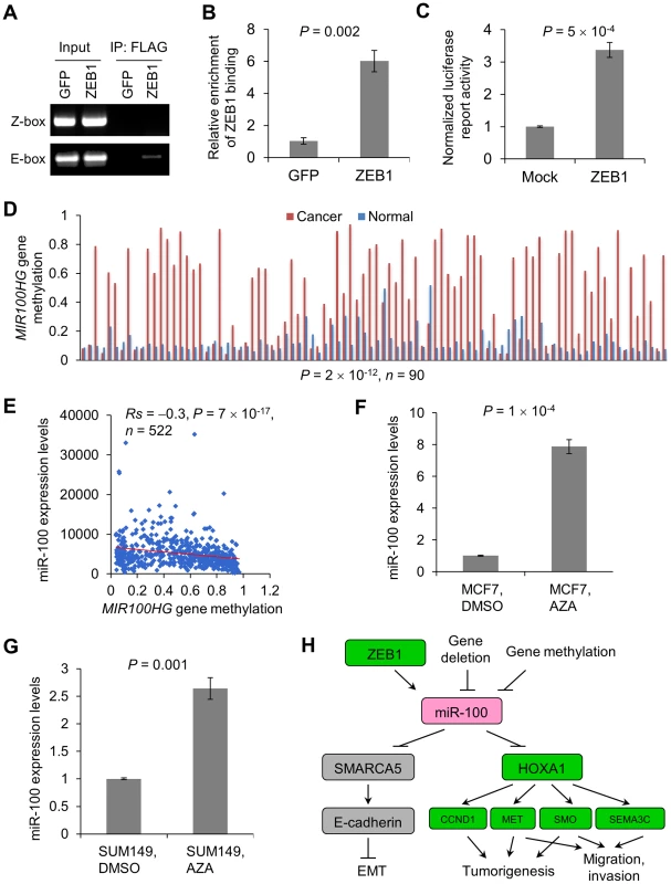 Regulation of miR-100 expression by ZEB1 and the methylation of the host gene <i>MIR100HG</i>.