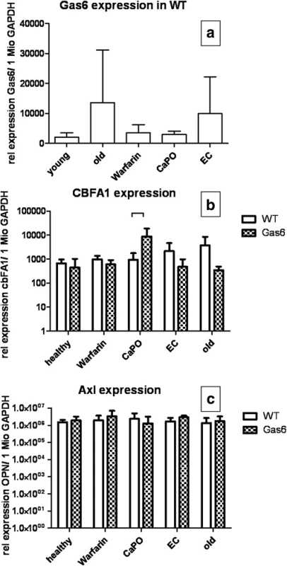 Gene expression; Relative expression of Gas6 in WT (wildtype) (a); cbfa1 (b) and Axl (c) expression in WT and Gas6&lt;sup&gt;-/-&lt;/sup&gt; mice per 1 million copies of GAPDH measured by RT-PCR; mean ± SD