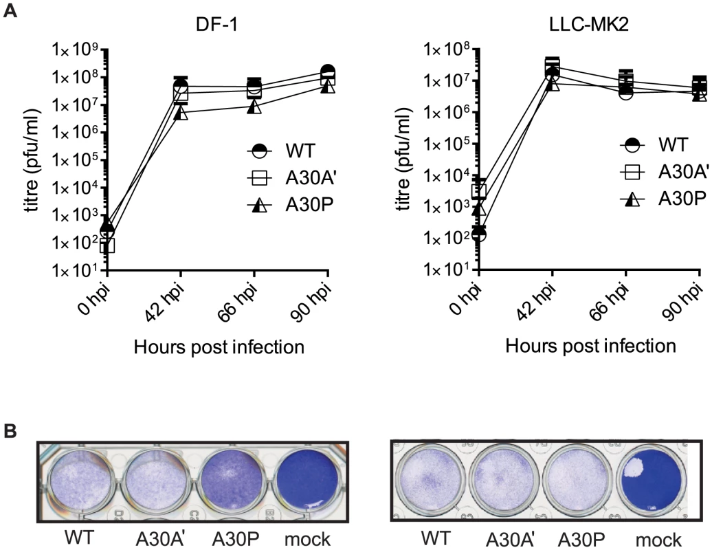 PRF does not impact viral accumulation in avian and mammalian cell lines.