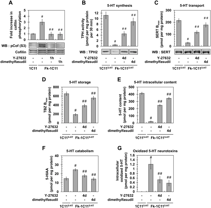 Inhibition of ROCK restores neurotransmitter-associated functions in prion-infected 1C11<sup>5-HT</sup> neuronal cells.