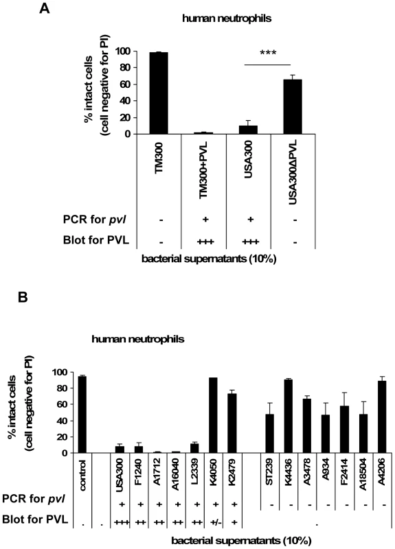 The cytotoxic effect of bacterial culture supernatants is dependent on PVL expression.