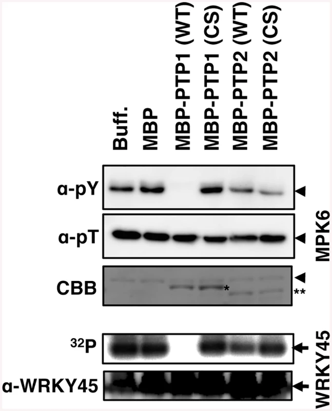 OsPTP1 directly dephosphorylates and inactivates OsMPK6 <i>in vitro</i>.