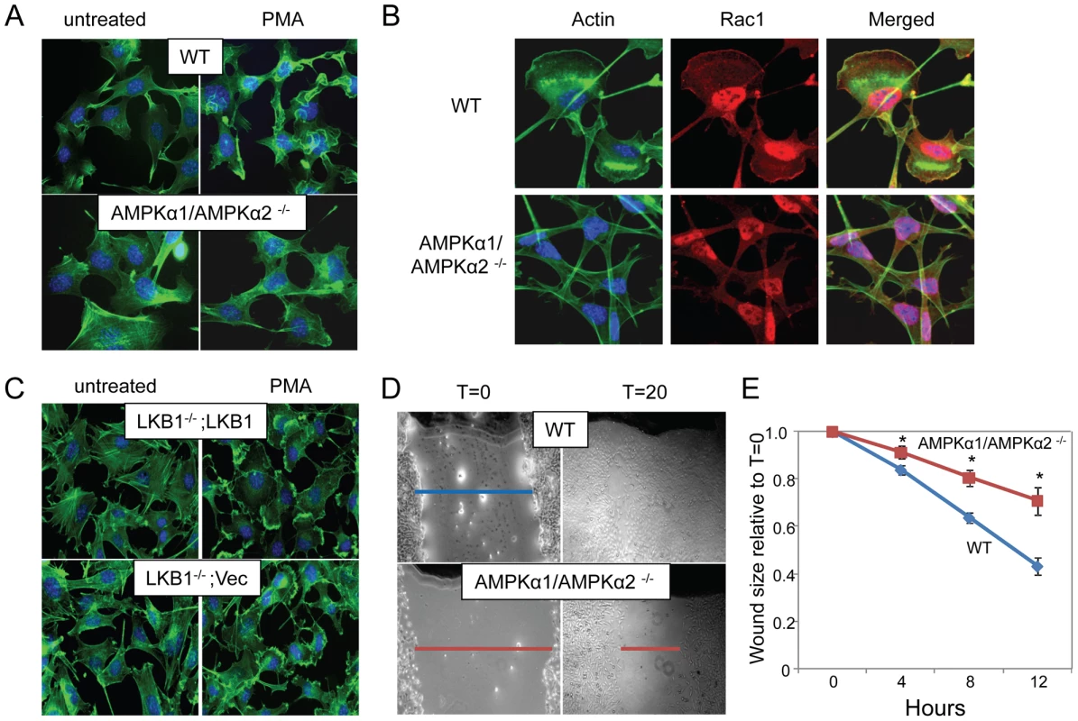 AMPK is required for actin-dependent membrane ruffling and wound healing independent of LKB1.