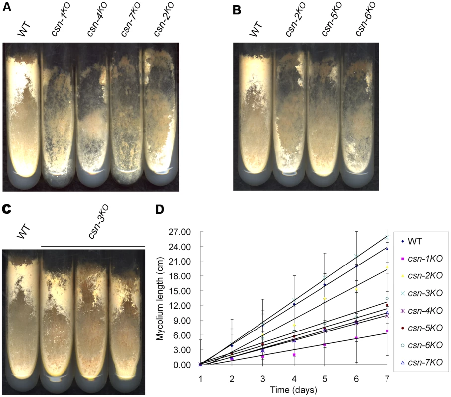 Effect of disrupting individual <i>csn</i> subunits on growth and developmental phenotypes.