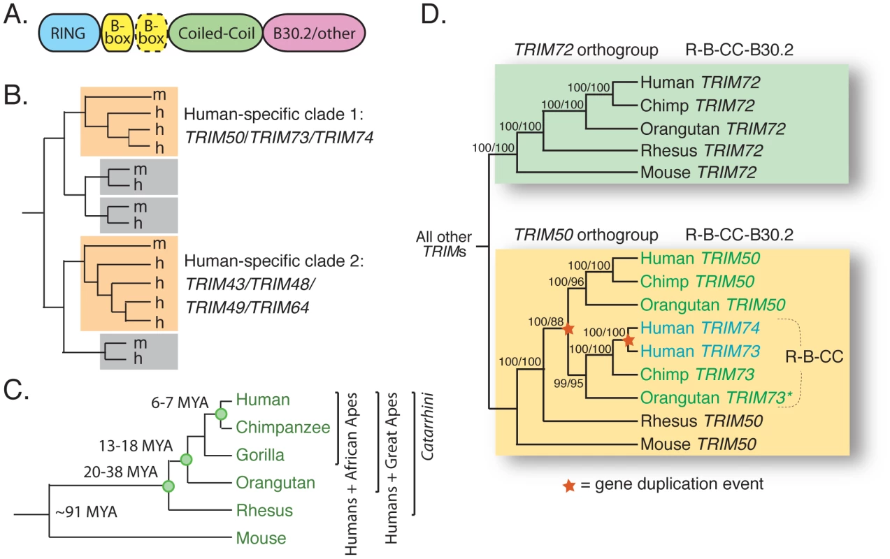 <i>TRIM73</i> and <i>TRIM74</i> arose in our recent primate ancestors.
