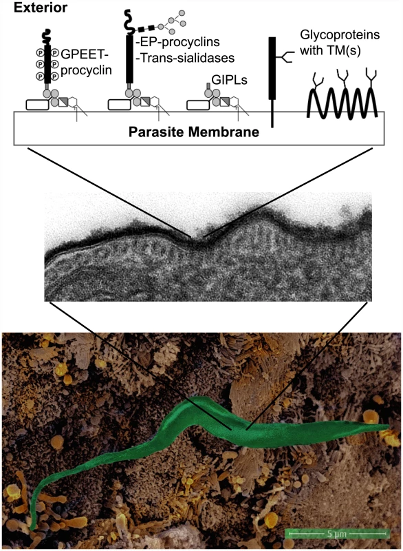 The surfaces of parasites, such as <i>Trypanosoma brucei brucei</i>, are covered by glycoconjugates forming a protective glycocalyx against the host defense systems.