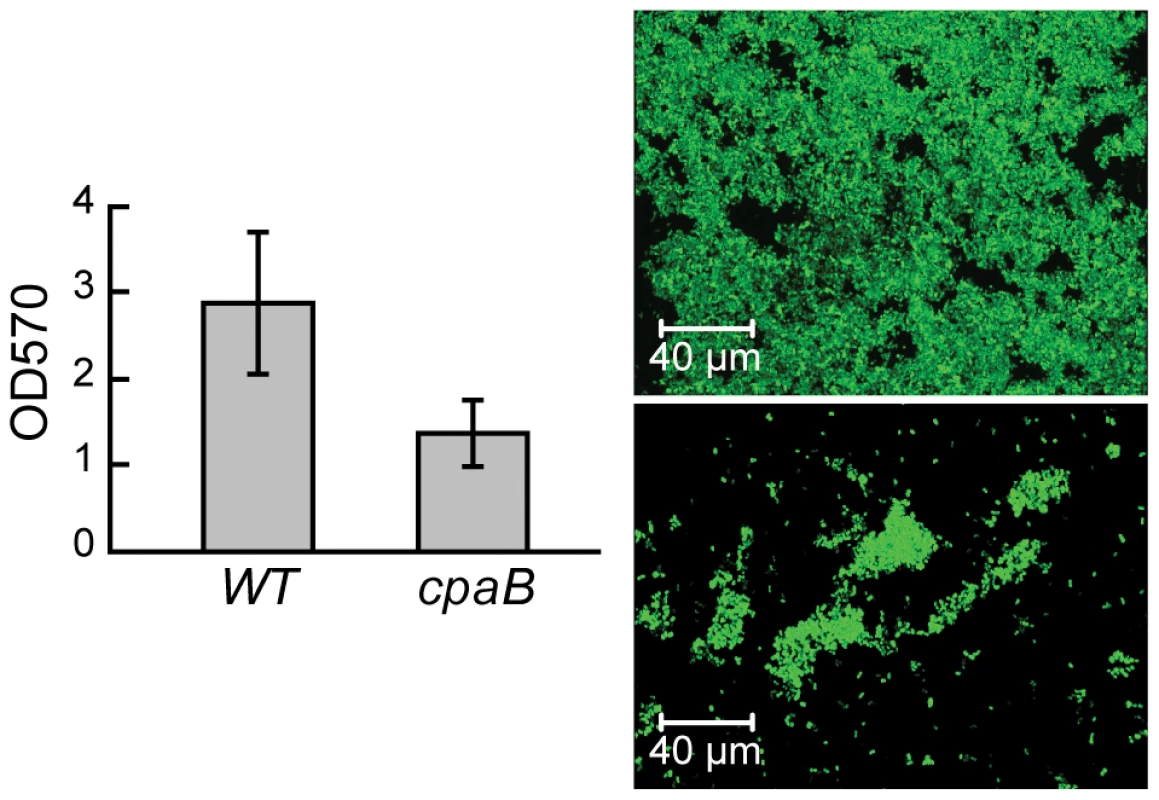 TAD pili in <i>A. brasilense</i> are required for biofilm formation.