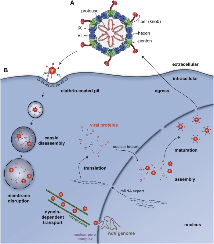 Adenovirus structure and trafficking.