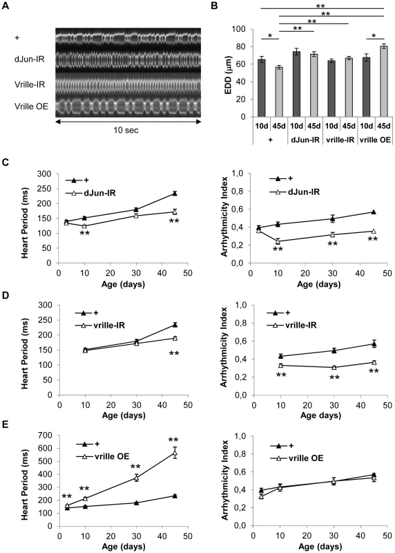 Heart-specific inactivation of dJun and Vrille transcription factors improve heart performance.