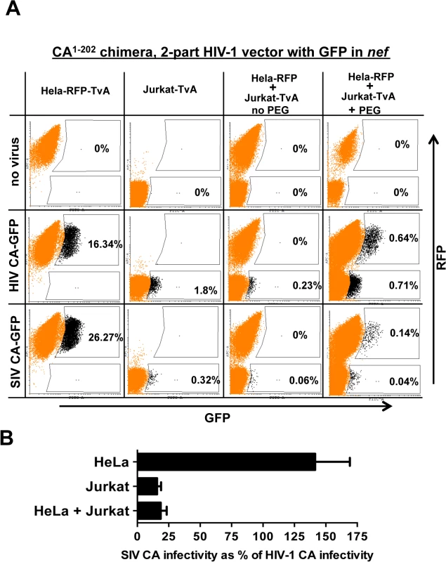Evidence for a dominant-acting, capsid-specific, restriction activity in Jurkat T cells.