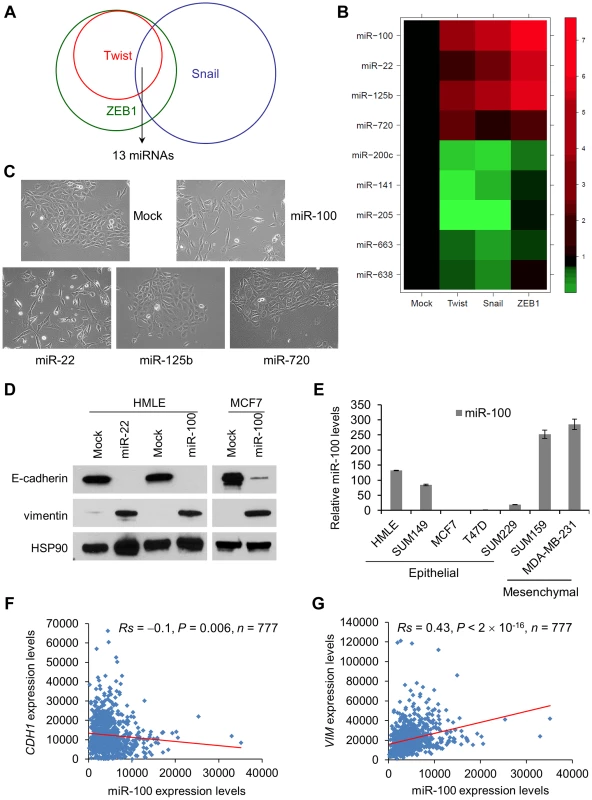 miR-100 induces EMT and correlates with the EMT state in human breast cancer.