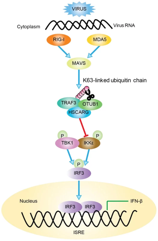 Working model of TRAF3-dependent regulation of RLR signaling pathway by HSCARG.