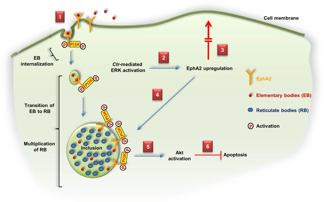 Schematic model depicting the role of EphA2 as an invasion and intracellular signaling receptor for <i>C</i>. <i>trachomatis</i>.
