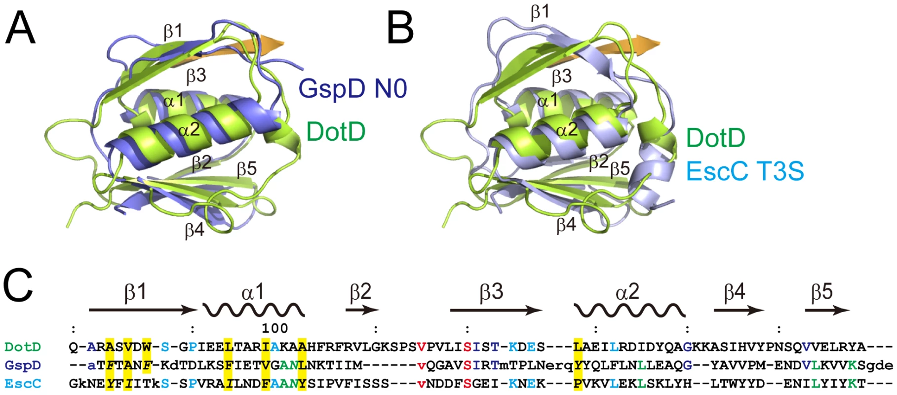 Comparison of DotDΔN with secretin periplasmic subdomains.