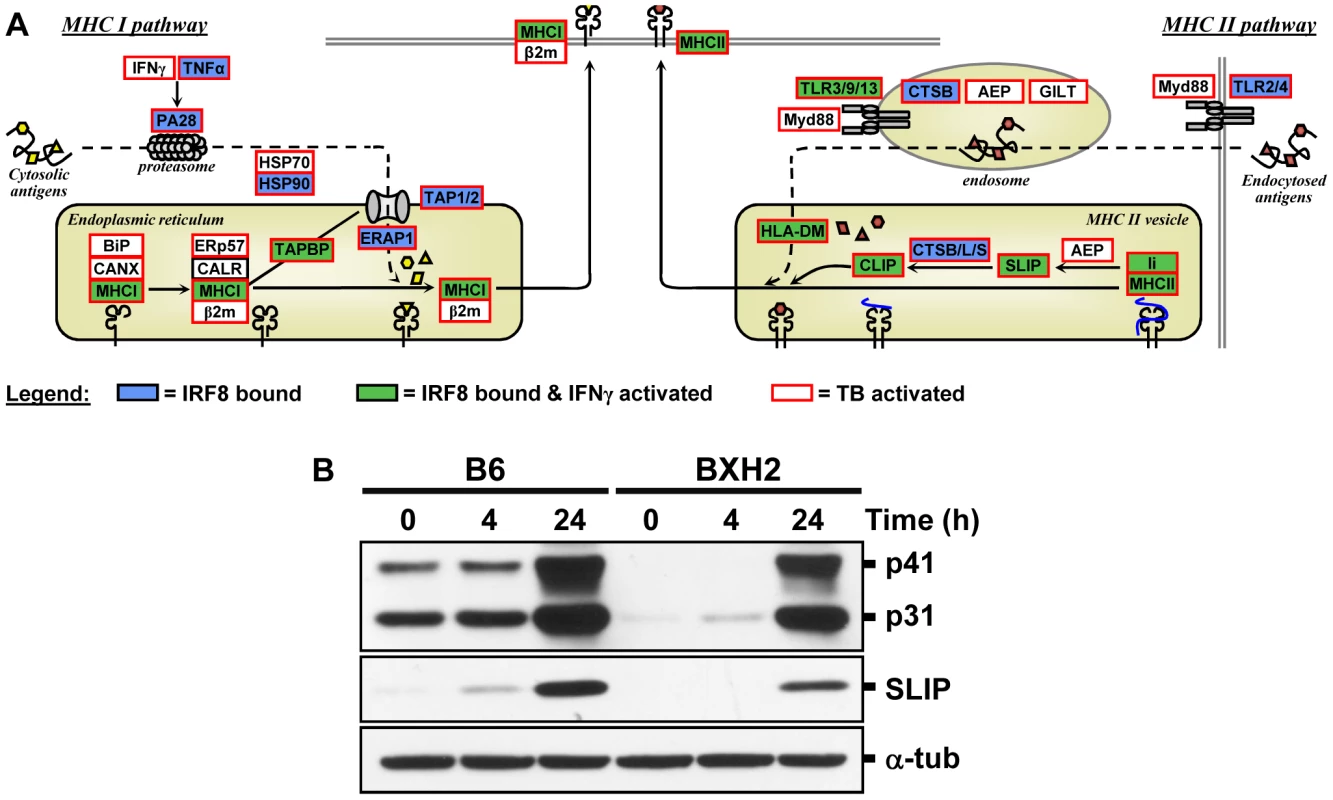 The IRF8 binding sites are strongly associated with antigen presenting cells function.