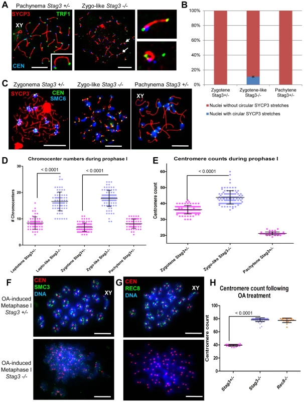 <i>Stag3</i> mutation results in circular SYCP3 stretches, disrupted heterochromatin pericentromeric clustering (chromocenters), and premature loss of centromere cohesion between sister chromatids.
