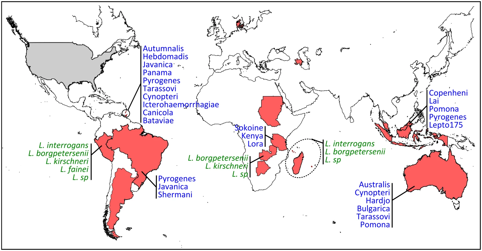 Geographic distribution and diversity of <i>Leptospira</i> in bats.