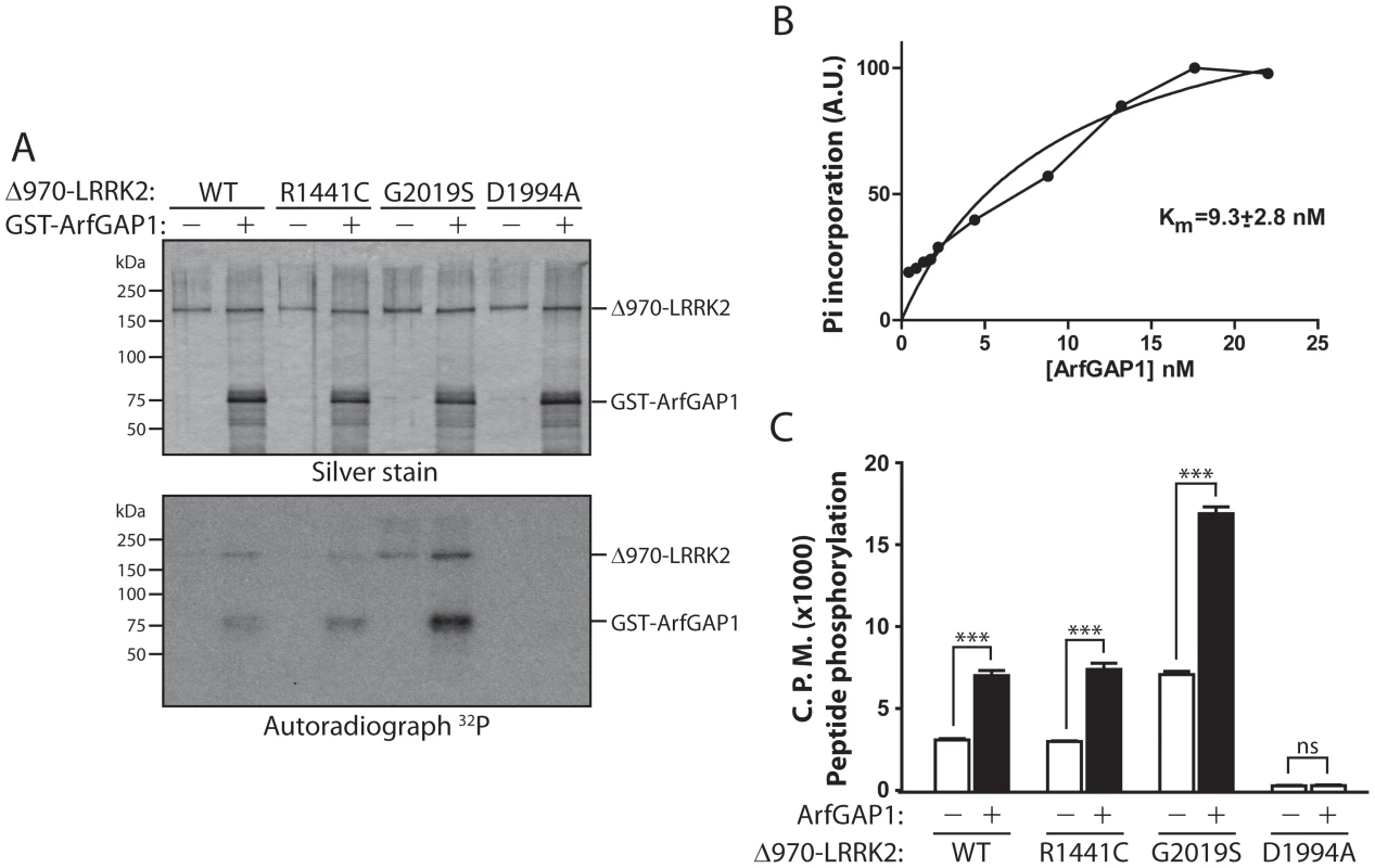LRRK2 phosphorylates ArfGAP1, and ArfGAP1 enhances LRRK2 kinase activity.