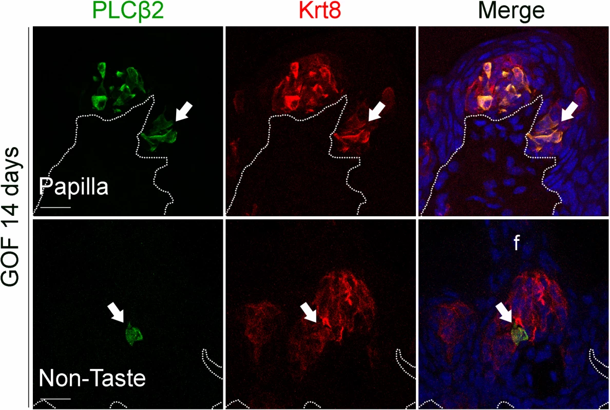 Prolonged stabilization of β-catenin in Krt5<sup>+</sup> progenitors induces differentiation of a small number of Type II cells in ectopic taste bud-like structures in the anterior tongue.