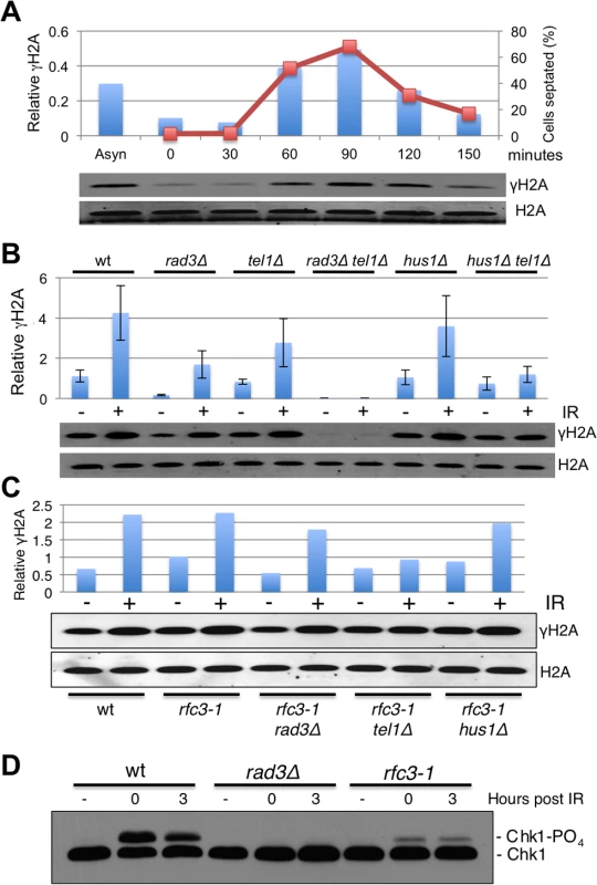Hus1-independent phosphorylation of histone H2A by Rad3/ATR in <i>rfc3-1</i> cells.