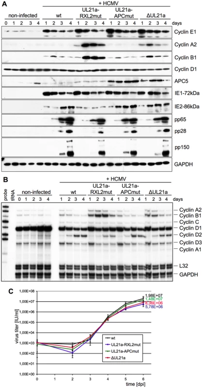 The pUL21a-RXL/Cy motif is required for Cyclin A2 repression by HCMV.