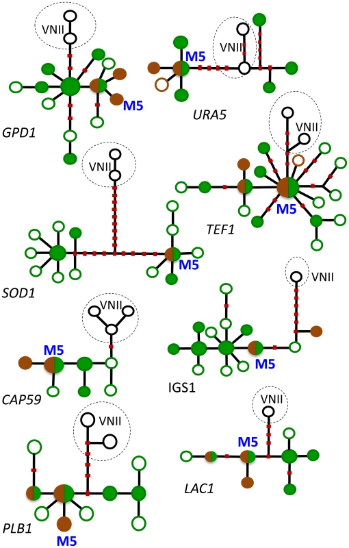 Haplotype networks of the eight MLST loci.