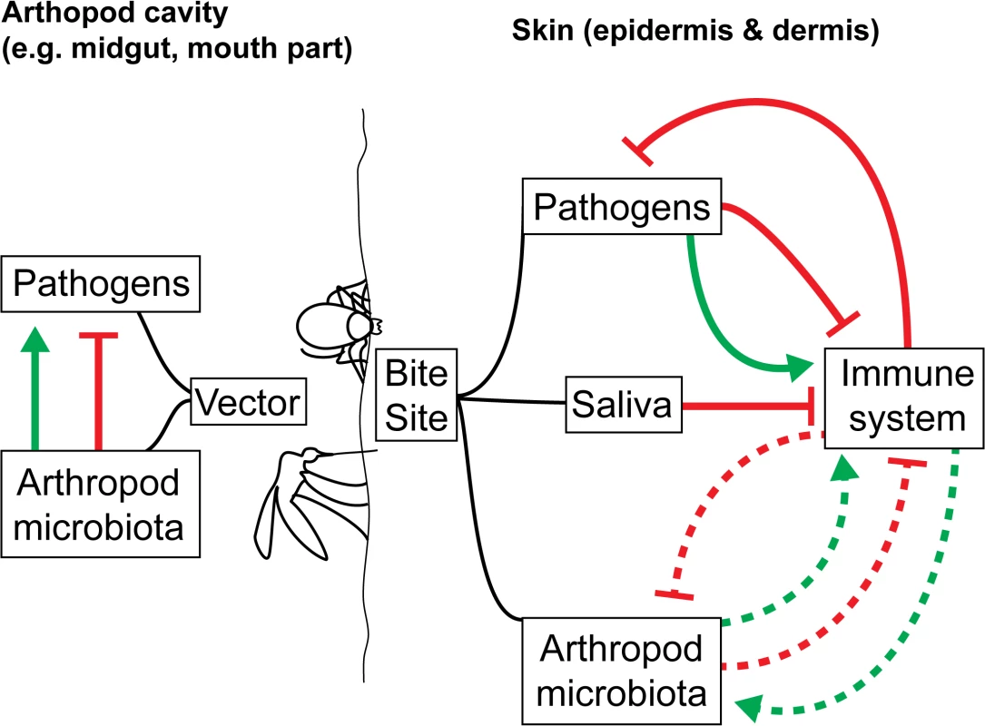 How arthropod microbiota could enhance/interfere with the transmission/establishment of VBDs.