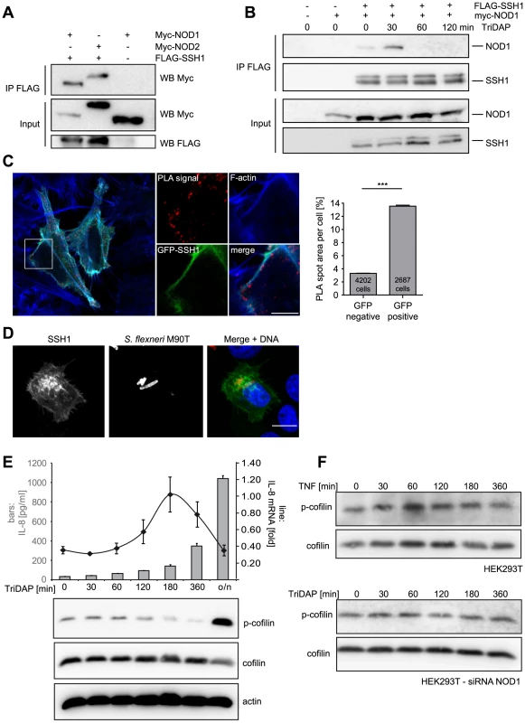 SSH1 interacts with NOD1 and regulates cofilin phosphorylation after NOD1 activation.
