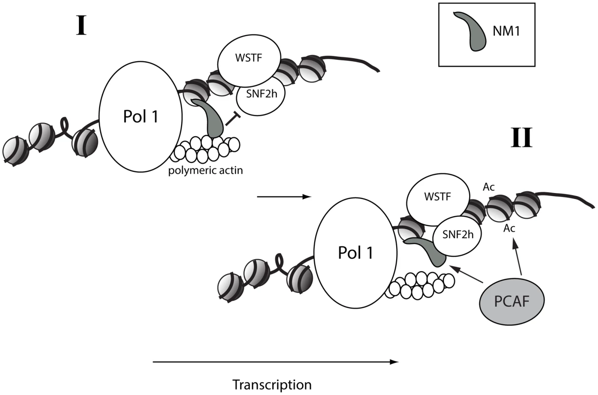 A speculative two-step model in which NM1 bridges the pol I machinery and chromatin <i>via</i> an interaction with SNF2h that competes with actin.