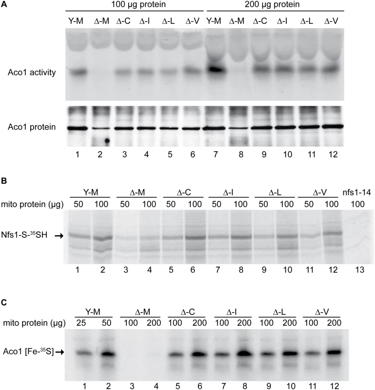 Assessment of Fe-S cluster assembly in mitochondria isolated from frataxin-bypass mutants.