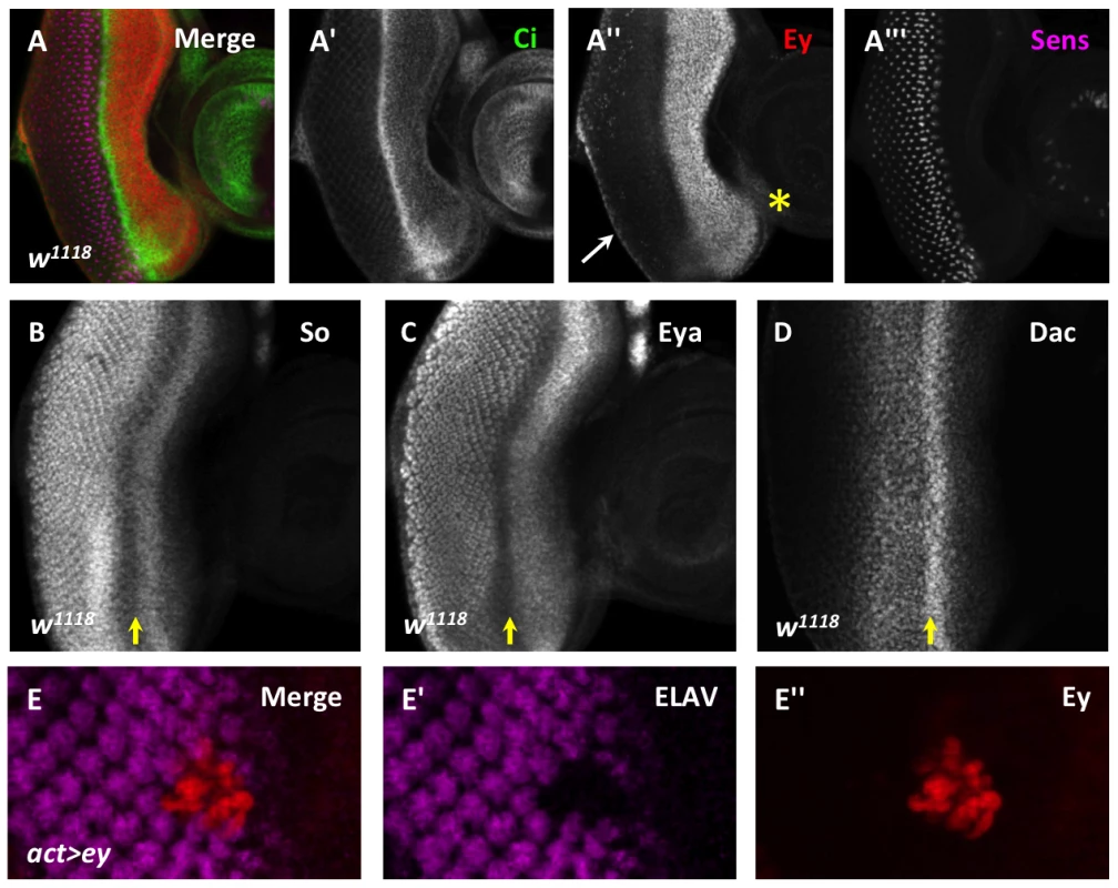 Ey repression at the morphogenetic furrow is necessary for differentiation.