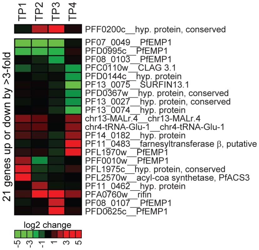 Overexpression of PfSIP2-N-HA has no effect on global gene transcription.