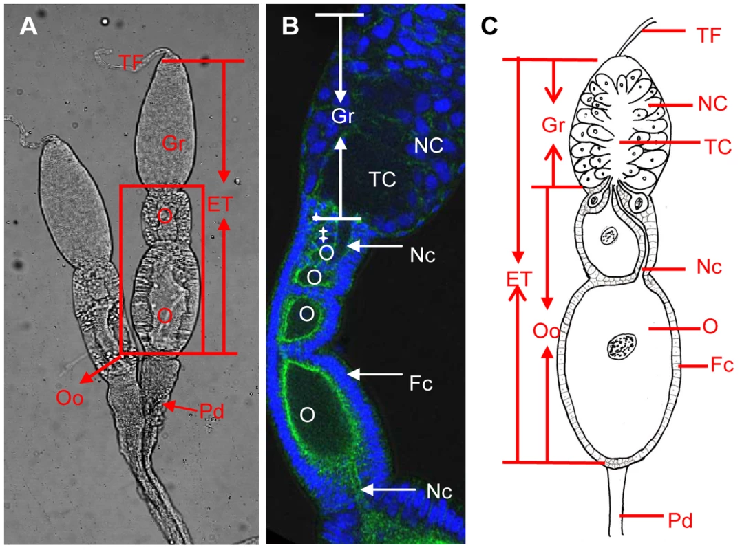 Ovary structure of <i>Laodelphax striatellus</i>.