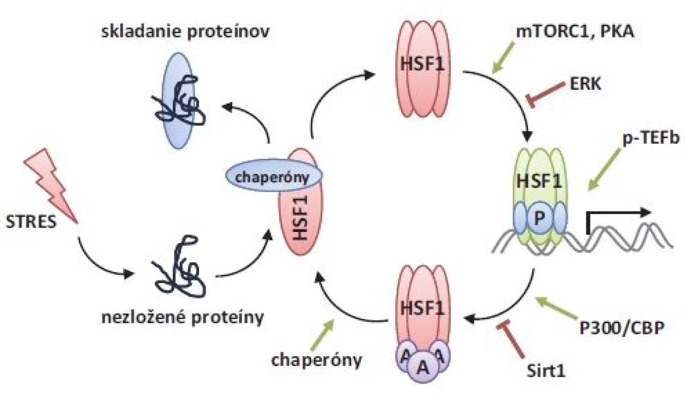 Aktivačno-utlmujúci cyklus HSF1. Pod vplyvom proteotoxického stresu dochádza
k nesprávnemu skladaniu proteínov, ktoré súperia s HSF1 o väzbu molekulárnych
chaperónov. Po disociácii chaperónových komplexov podlieha HSF1 trimerizácii, ktorá
umožňuje DNA väzbovú aktivitu. Prostredníctvom aktivačných fosforylácií (mTORC1,
PKA) dochádza k úplnej aktivácii HSF1. Pre iniciáciu transkripcie sú nevyhnutné ďalšie
ko-aktivátory, akým je napr. p-TEFb. Po utlmení stresu je HSF1 acetylovaný (p300/CBP),
stráca DNA väzbovú aktivitu a plynulo prechádza do monomérnej konformácie, ktorá
je stabilizovaná väzbou chaperónových komplexov.