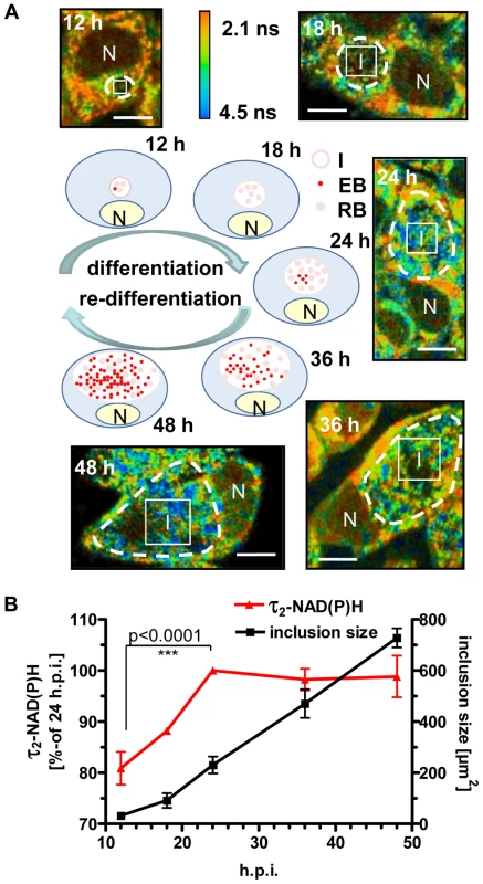 Changes of τ<sub>2</sub>-NAD(P)H inside the chlamydial inclusions during the intracellular developmental cycle.