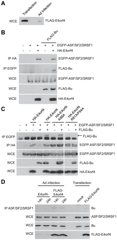 E4orf4 targets ASF/SF2/SRSF1 to PP2A<sup>B55α</sup>.