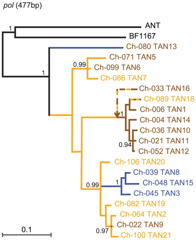 Phylogeny of SIVcpz in Gombe.