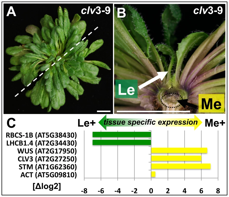 Tissue enrichment through manual dissection of <i>Arabidopsis clv3</i> mutants.