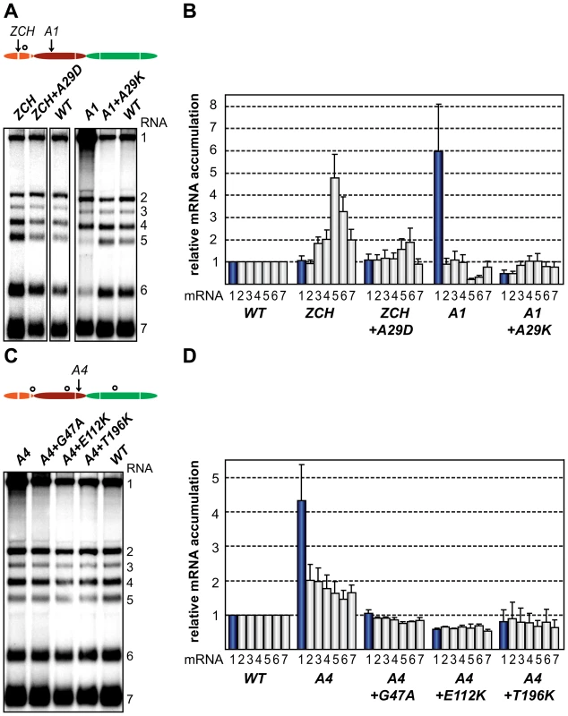 Second-site mutations in nsp1 moderate species-specific defects in mRNA accumulation.