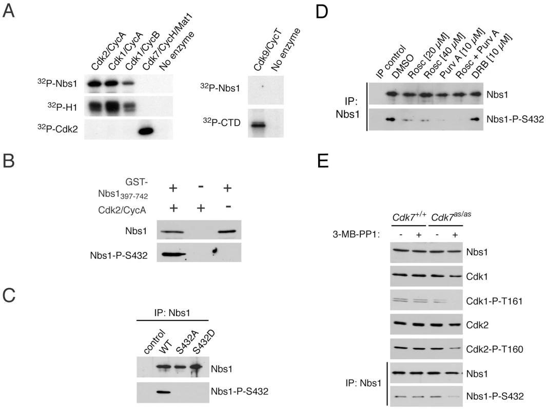 CDKs phosphorylate Nbs1 on Ser432 in vitro and in vivo.
