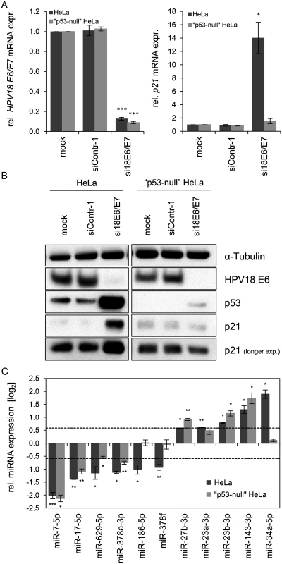 Effects of the p53 status on the <i>E6/E7</i>-dependent modulation of intracellular miRNAs.