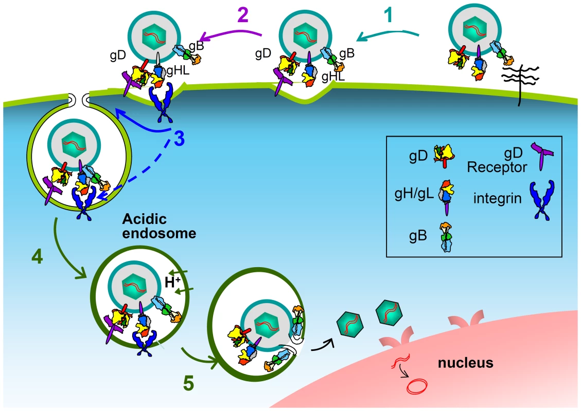 Schematic representation of the intervention of integrins in the process of HSV entry and in the cascade of activation of the fusion glycoproteins.