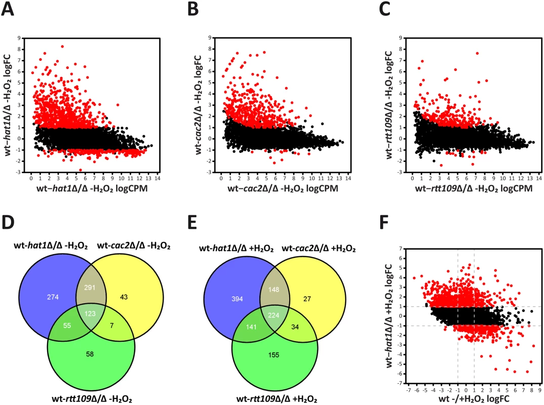 Deletion of <i>HAT1</i> primarily leads to upregulation of genes.